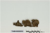 藏品(比賴苔屬)的圖片